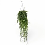 Planten Aeschynanthus japhrolepis XL - Ø15 - Lengte 100 cm