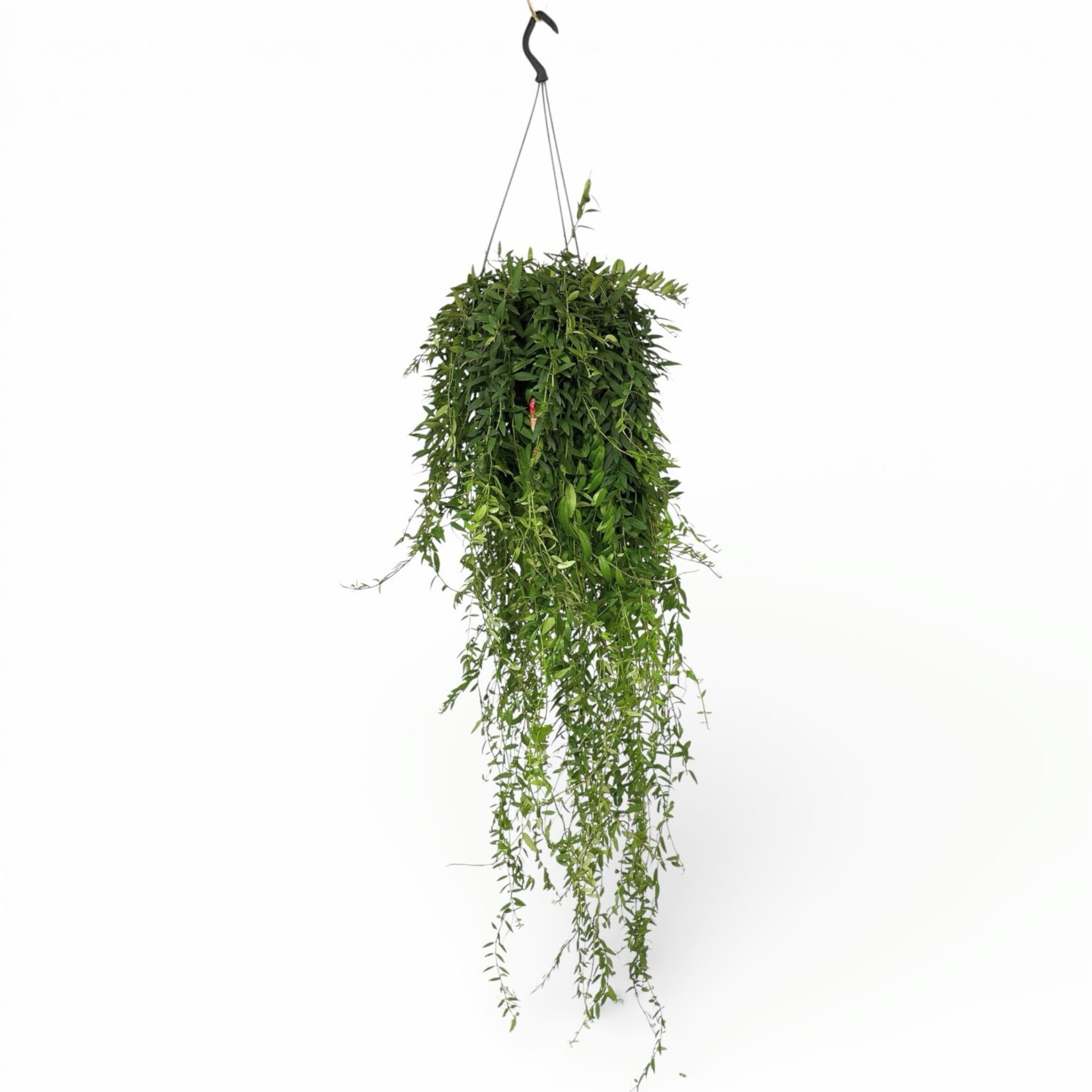 Planten Aeschynanthus japhrolepis XL - Ø15 - Lengte 100 cm