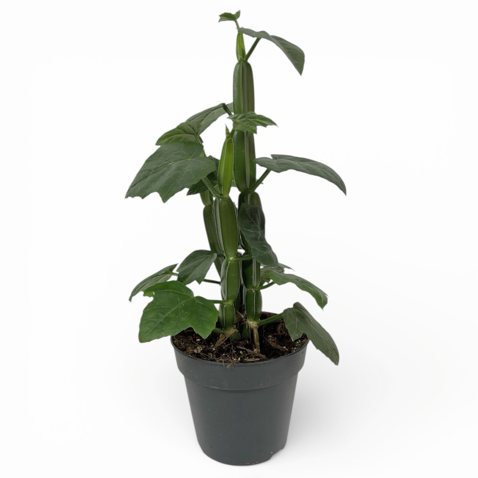 Planten Cissus quandrangularis - Ø12