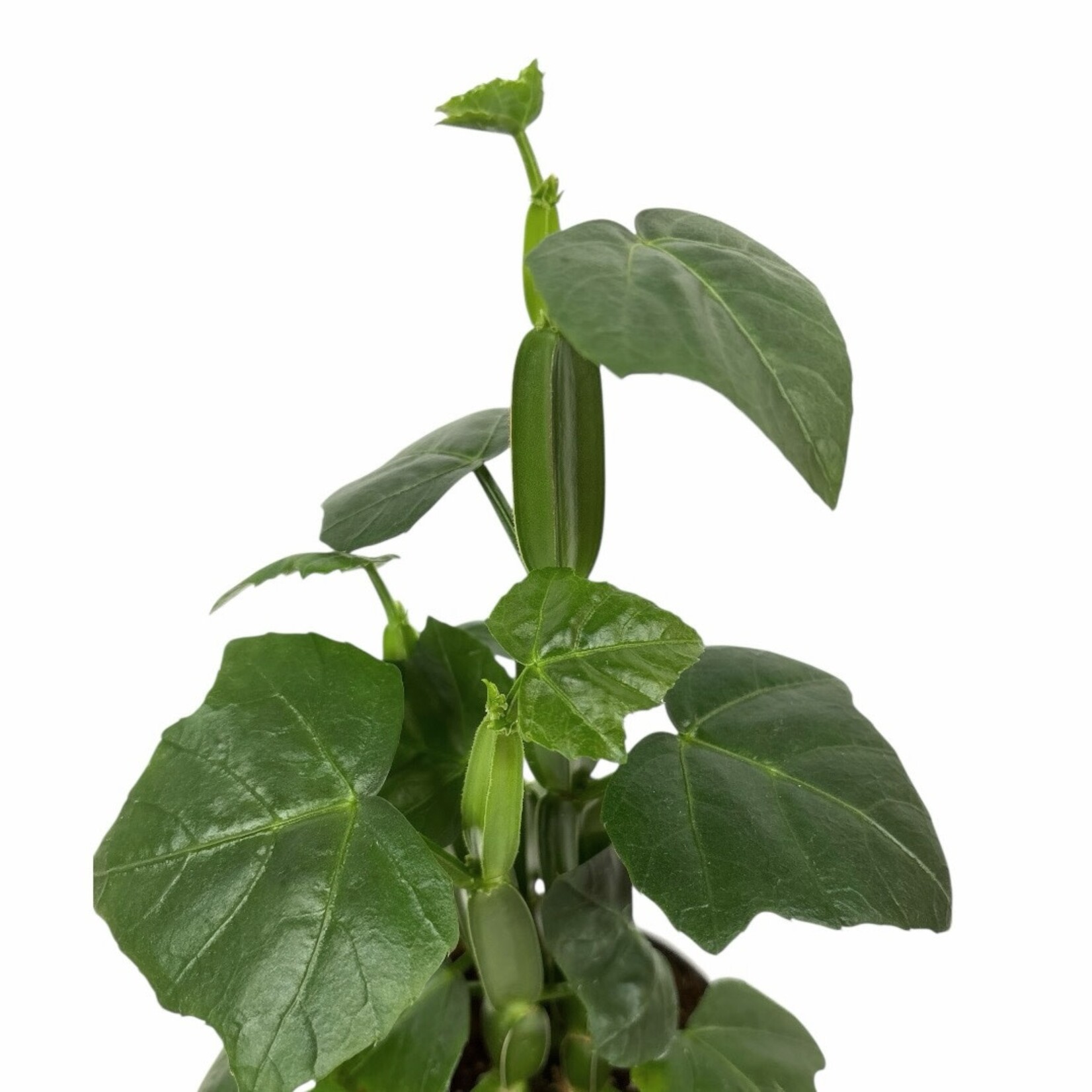 Planten Cissus quandrangularis - Ø12