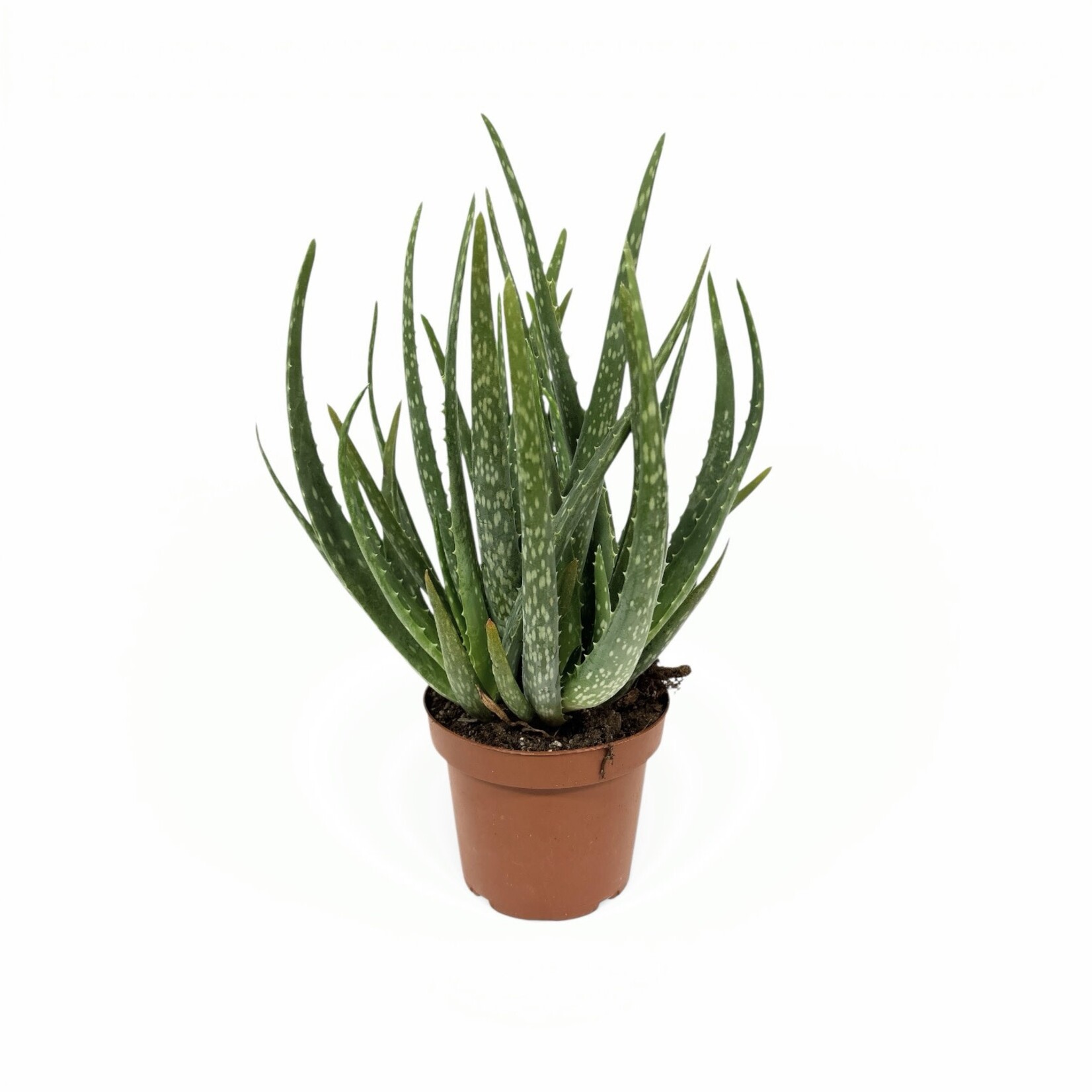 Planten Aloe vera vertakt - Ø14 - Hoogte 35 cm