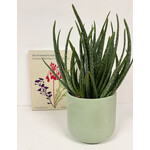 Planten Aloe vera vertakt - Ø14 - Hoogte 35 cm