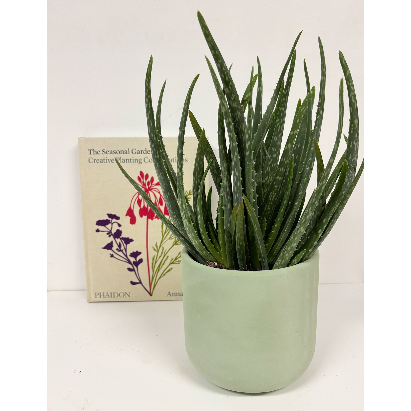 Planten Aloe vera vertakt - Ø14 - Hoogte 35 cm
