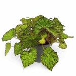 Planten Begonia rex Lime Fever Must - Ø17