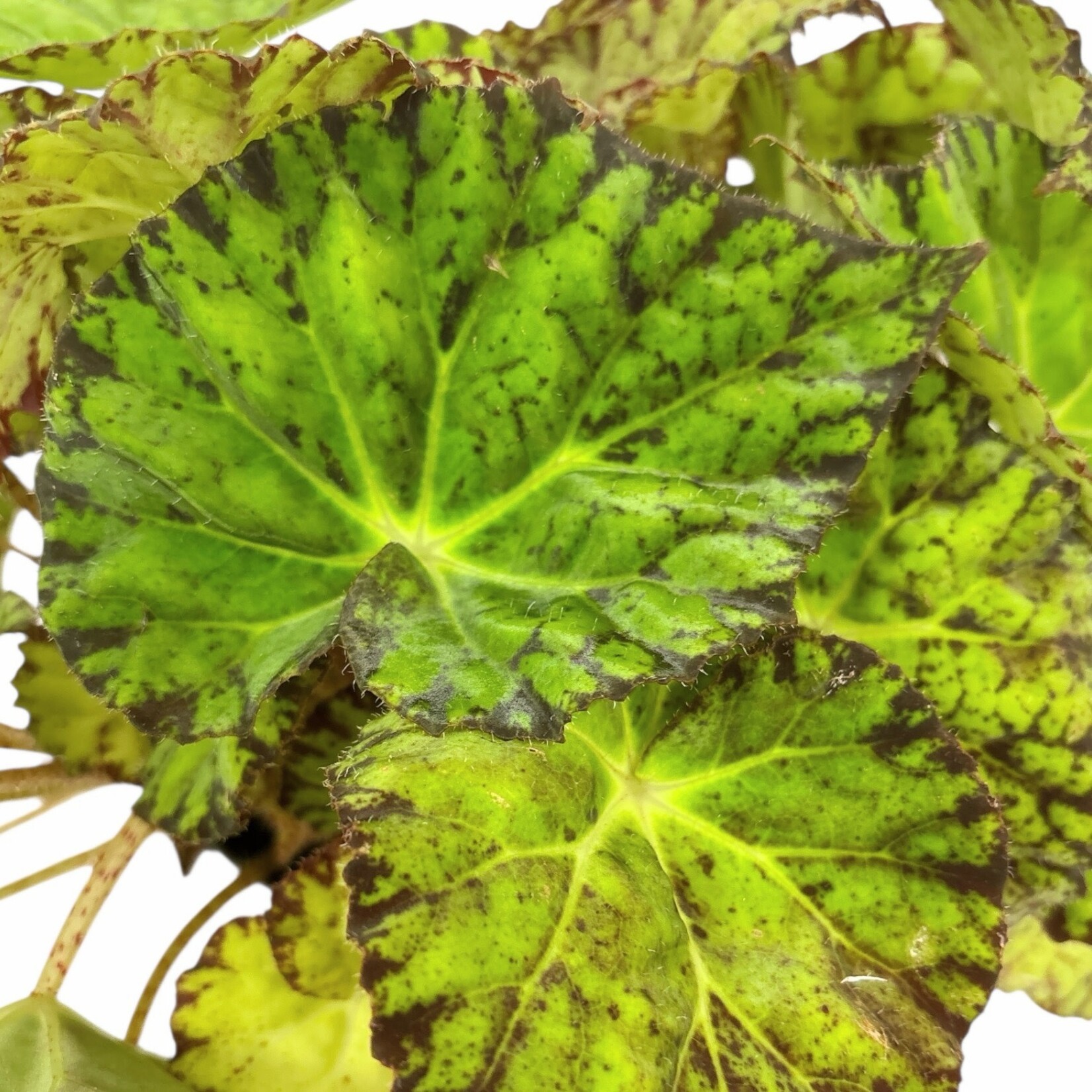 Planten Begonia rex Lime Fever Must - Ø17