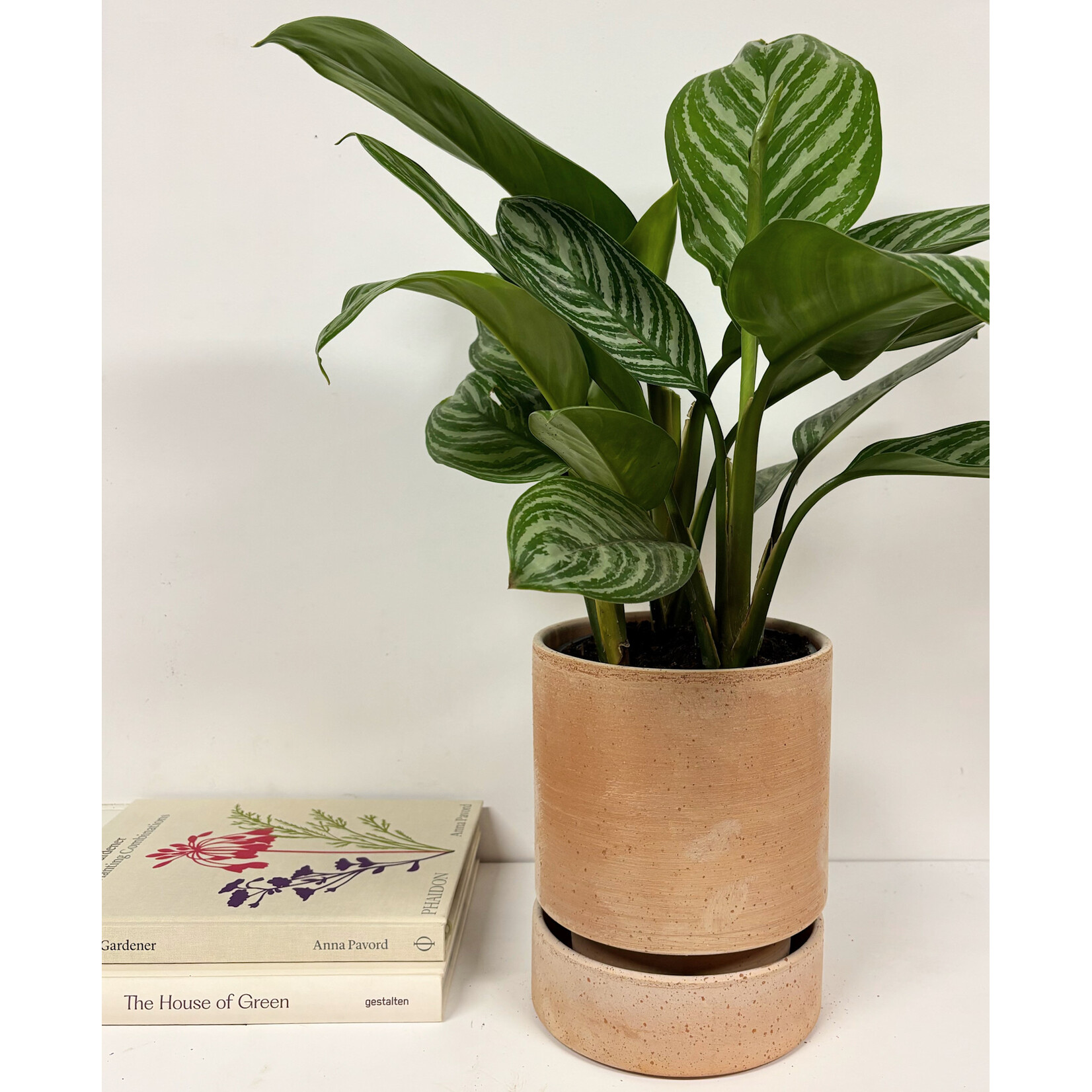 Planten Aglaonema stripes - Ø17