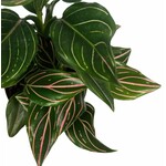 Planten Aglaonema  - Ø09