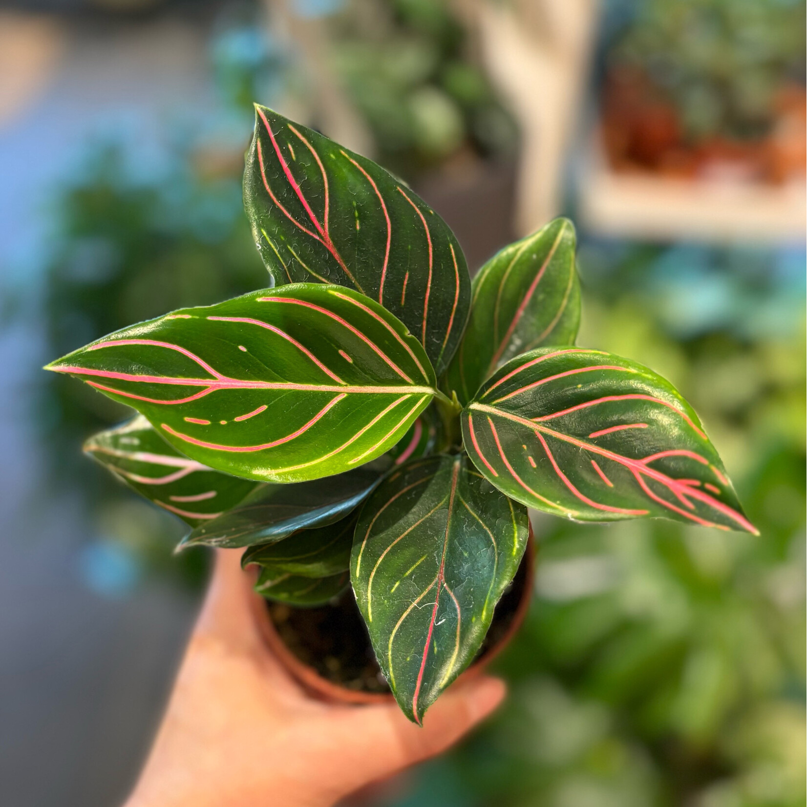 Planten Aglaonema  - Ø09
