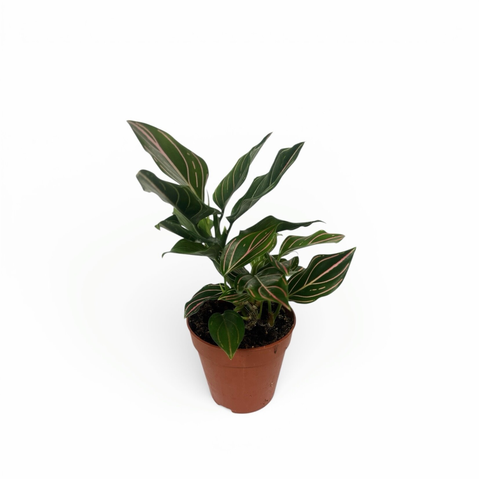 Planten Aglaonema  - Ø09