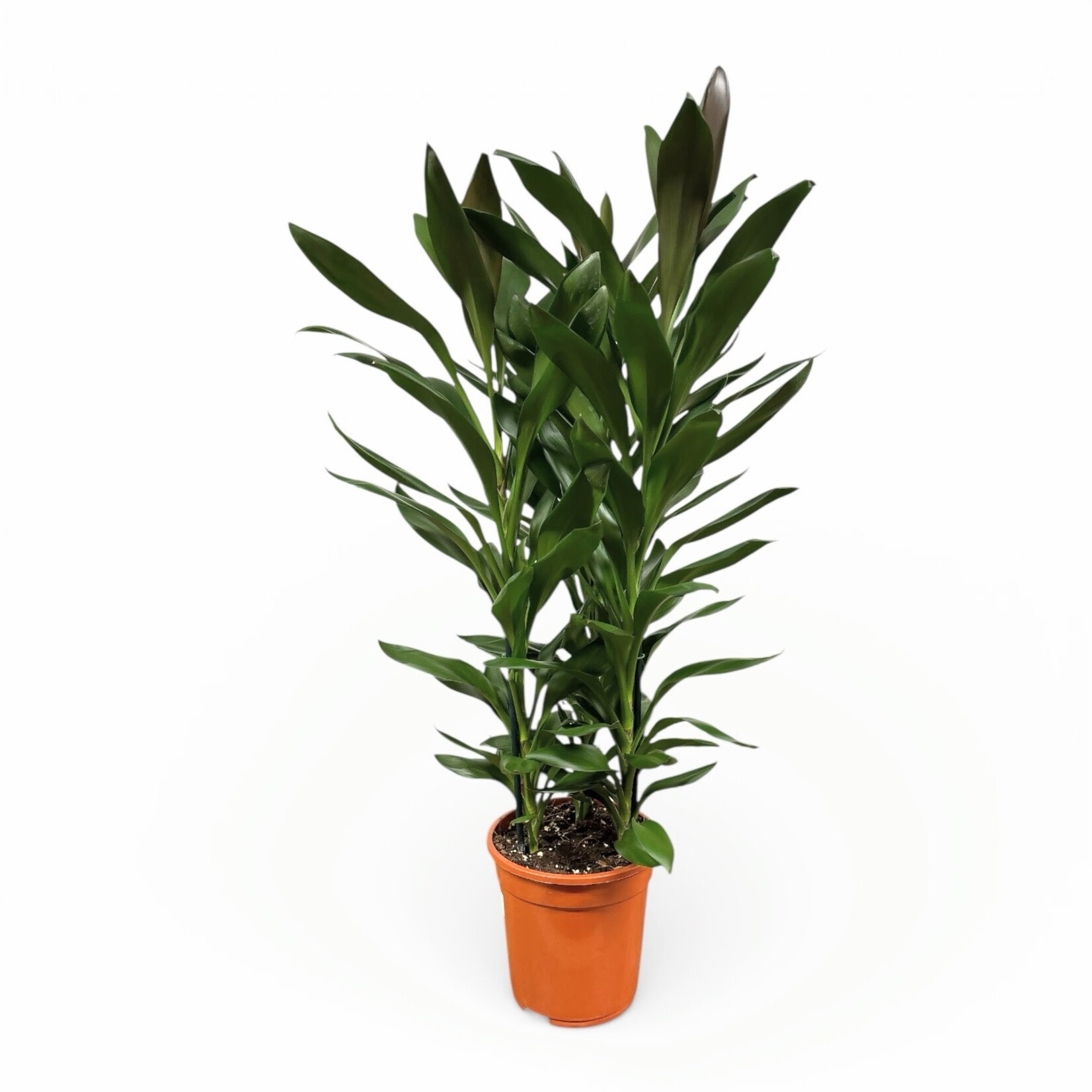 Planten Cordyline glauca - Ø21 - H100