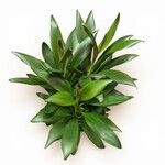 Planten Cordyline glauca - Ø21 - H100