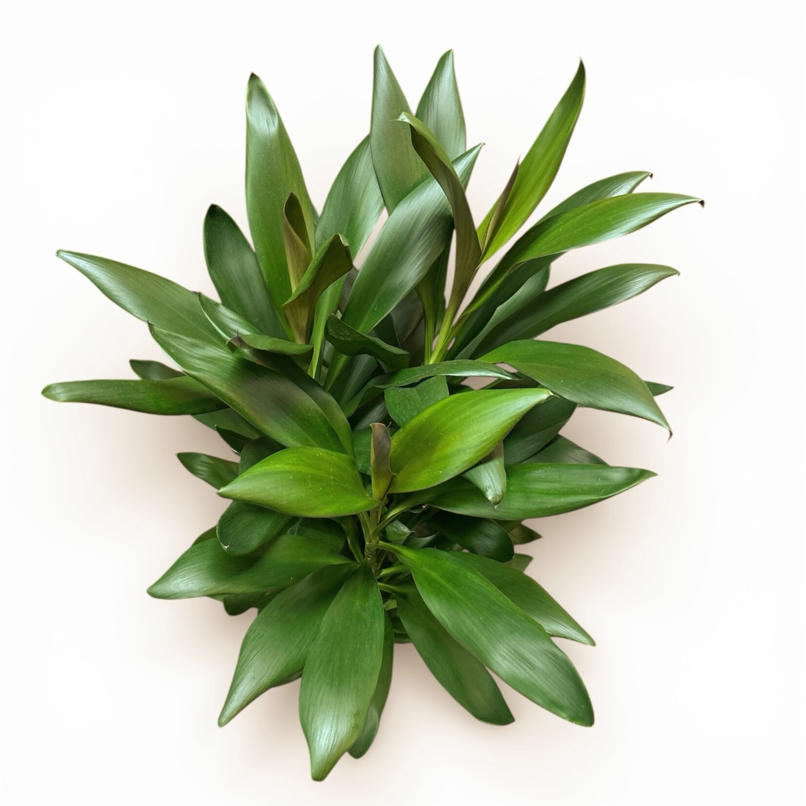 Planten Cordyline glauca - Ø21 - H100