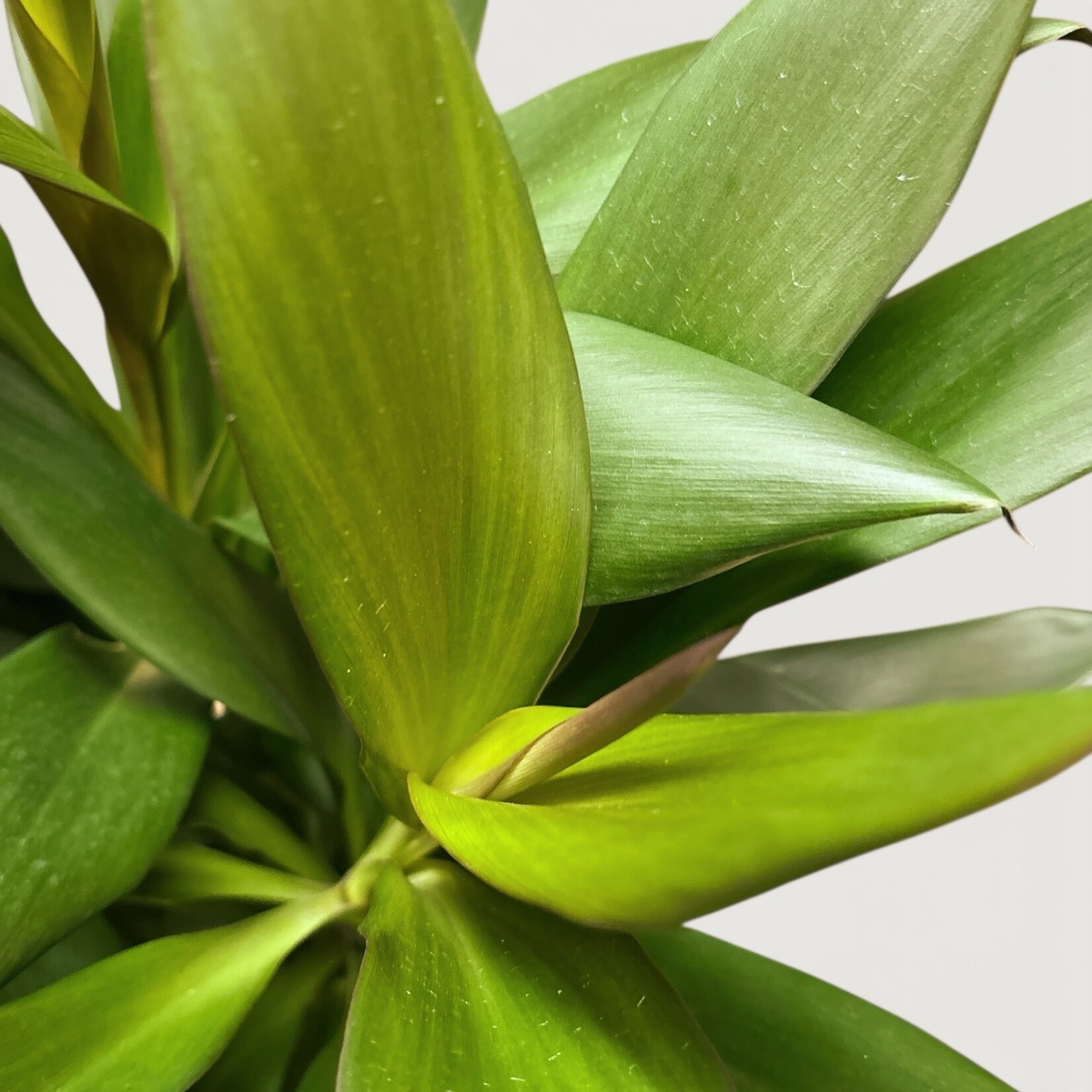 Planten Cordyline glauca - Ø21 - H100