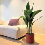 Planten Aspidistra elatior - Ø21 - Hoogte 100 cm