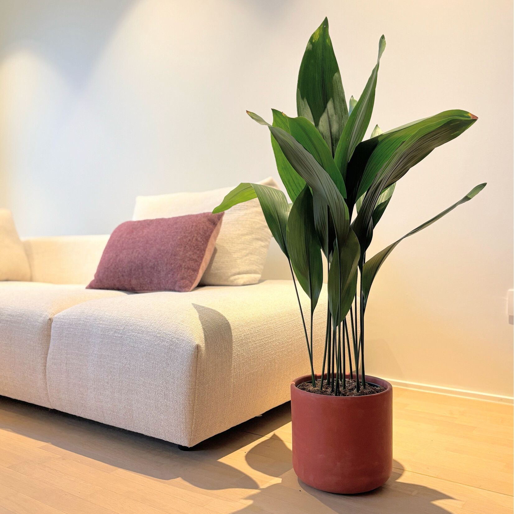 Planten Aspidistra elatior - Ø21 - Hoogte 100 cm