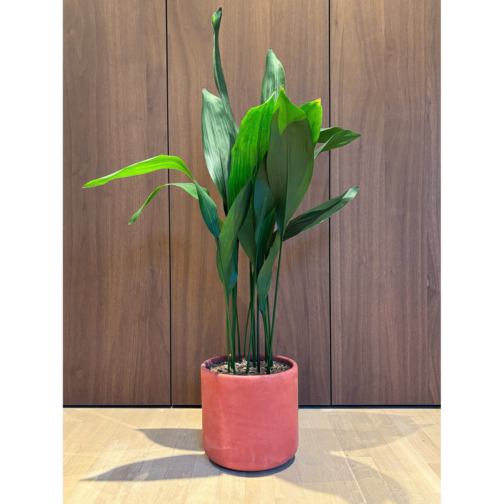 Planten Aspidistra elatior - Ø21 - Hoogte 100 cm