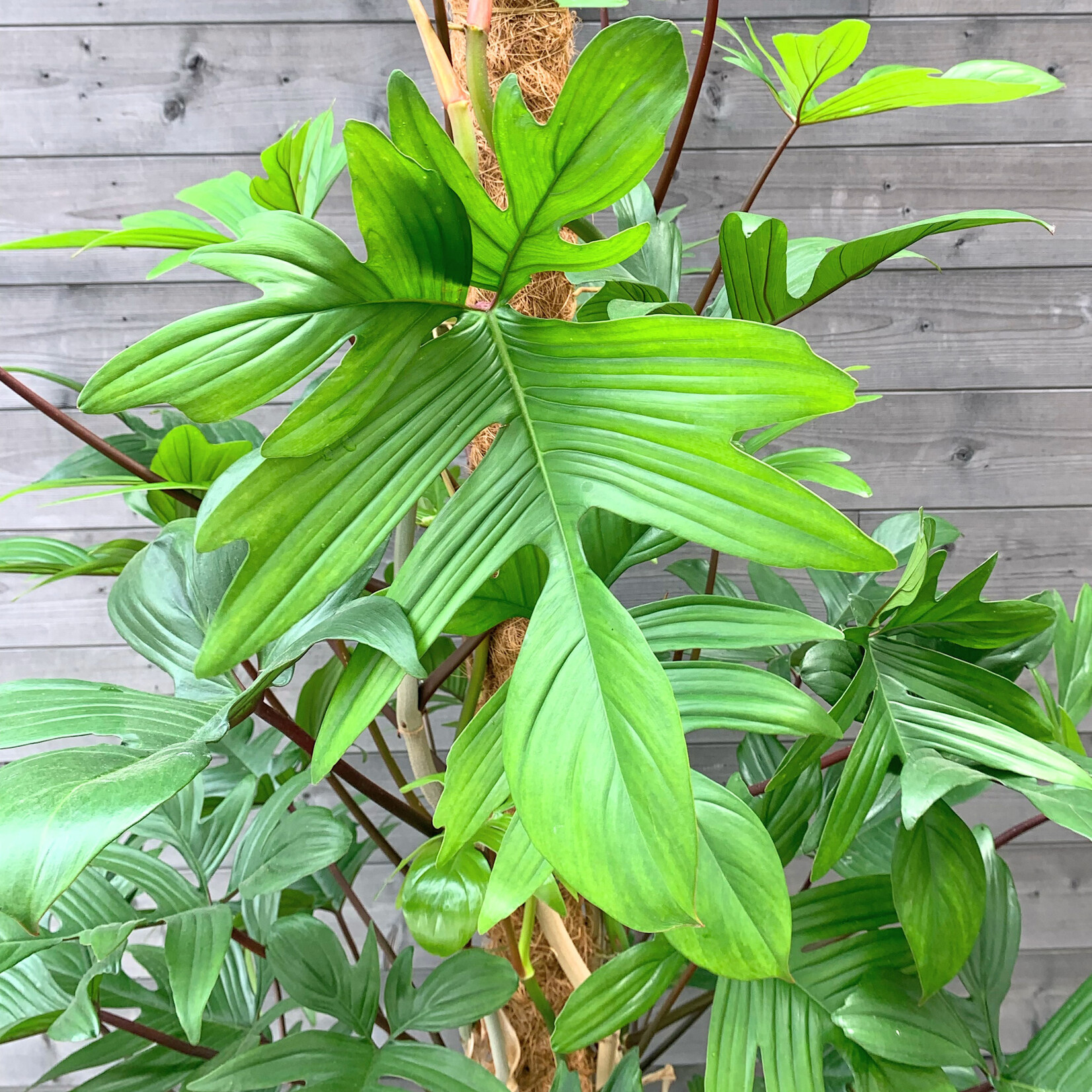Planten Philodendron pedatum - Ø27 H150