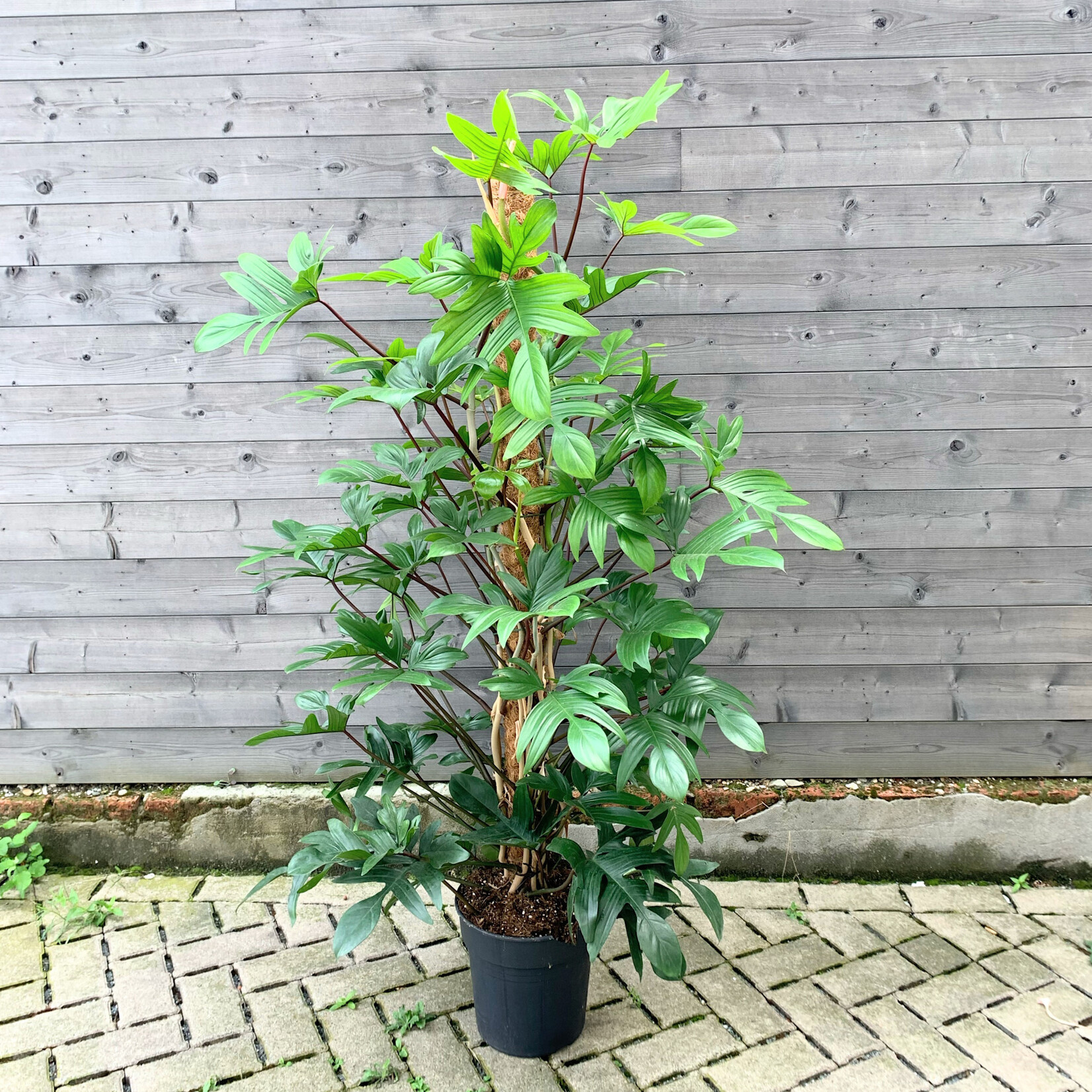 Planten Philodendron pedatum - Ø27 H150