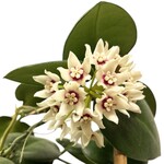 Planten Hoya calycina - Ø17