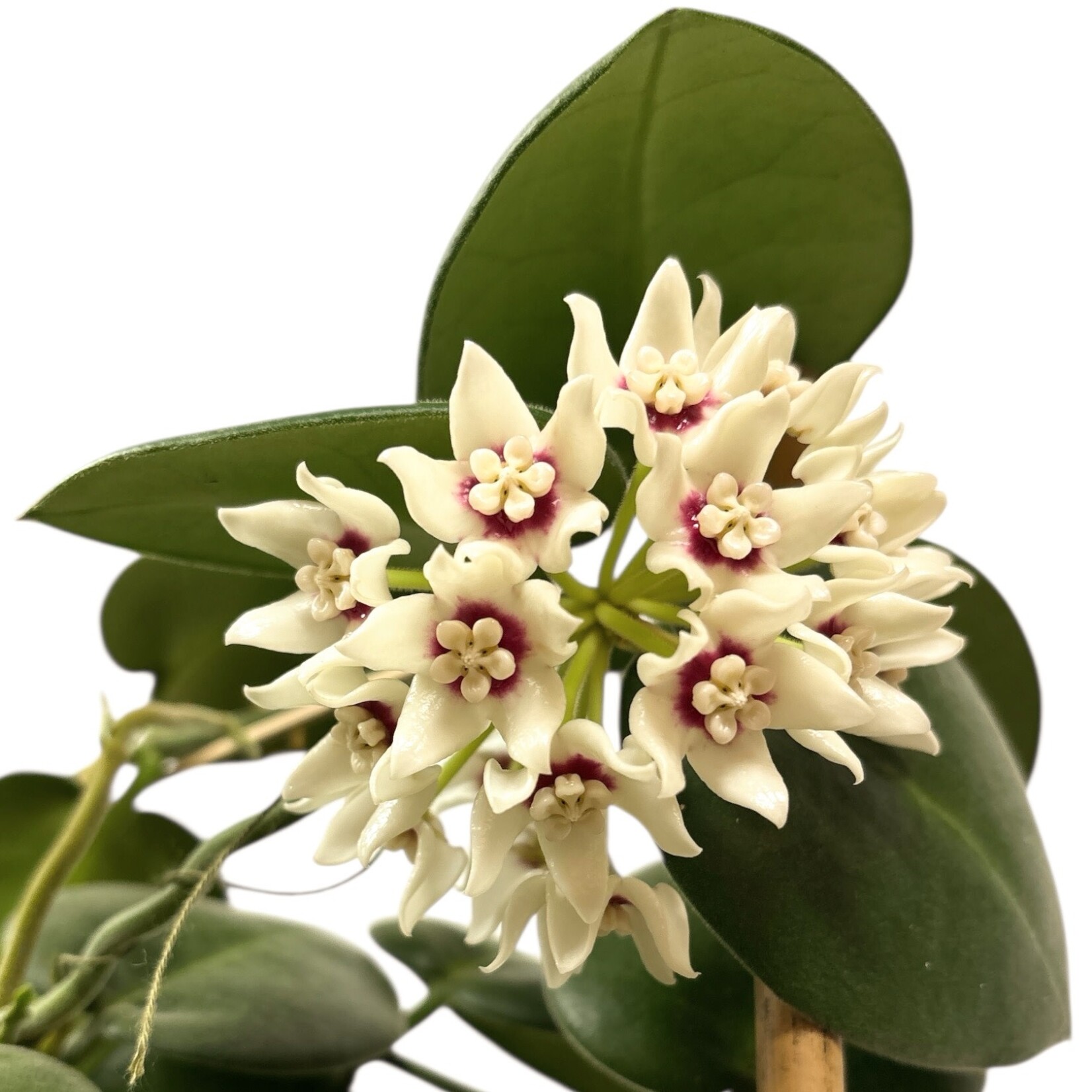 Planten Hoya calycina - Ø17