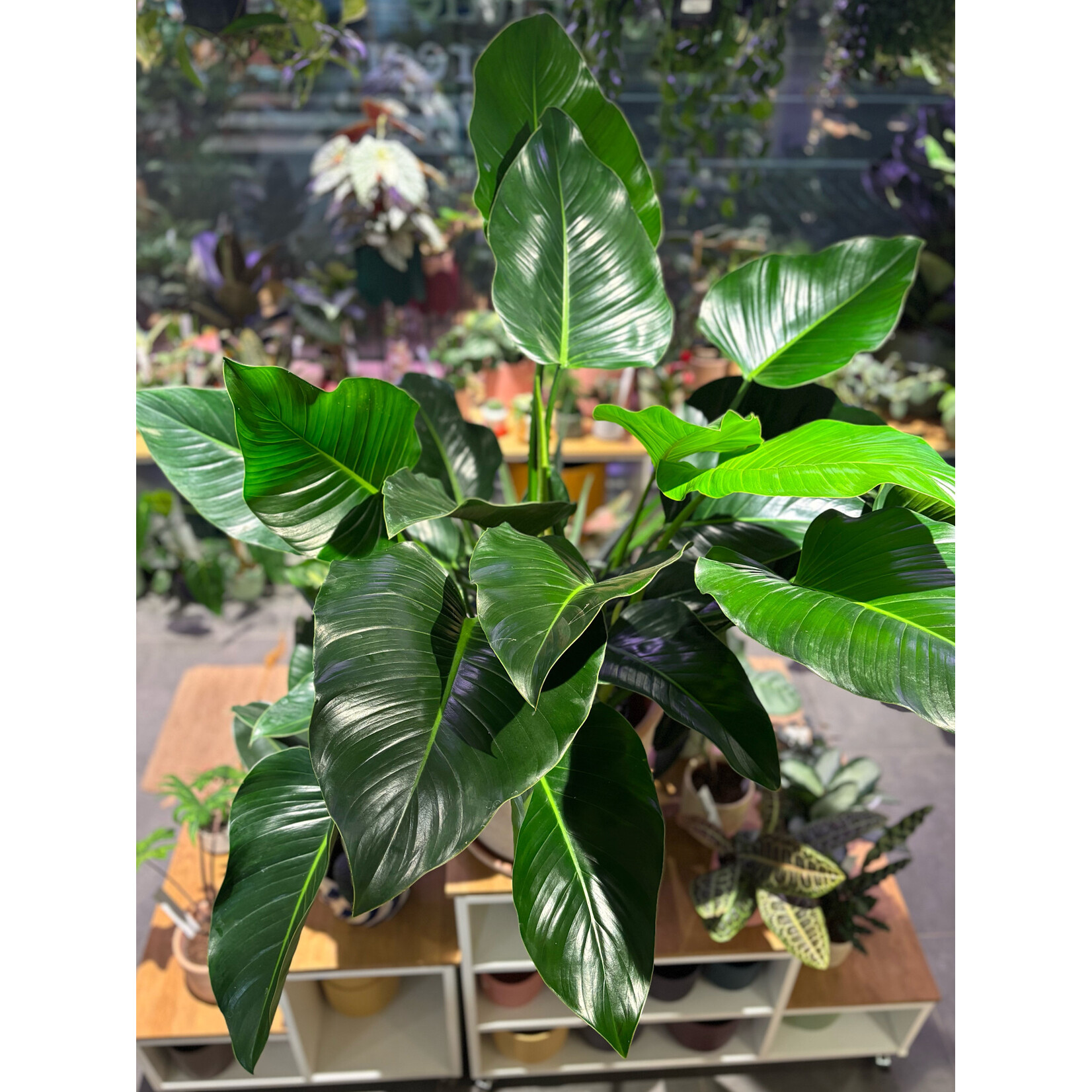 Planten Philodendron green beauty - Ø27