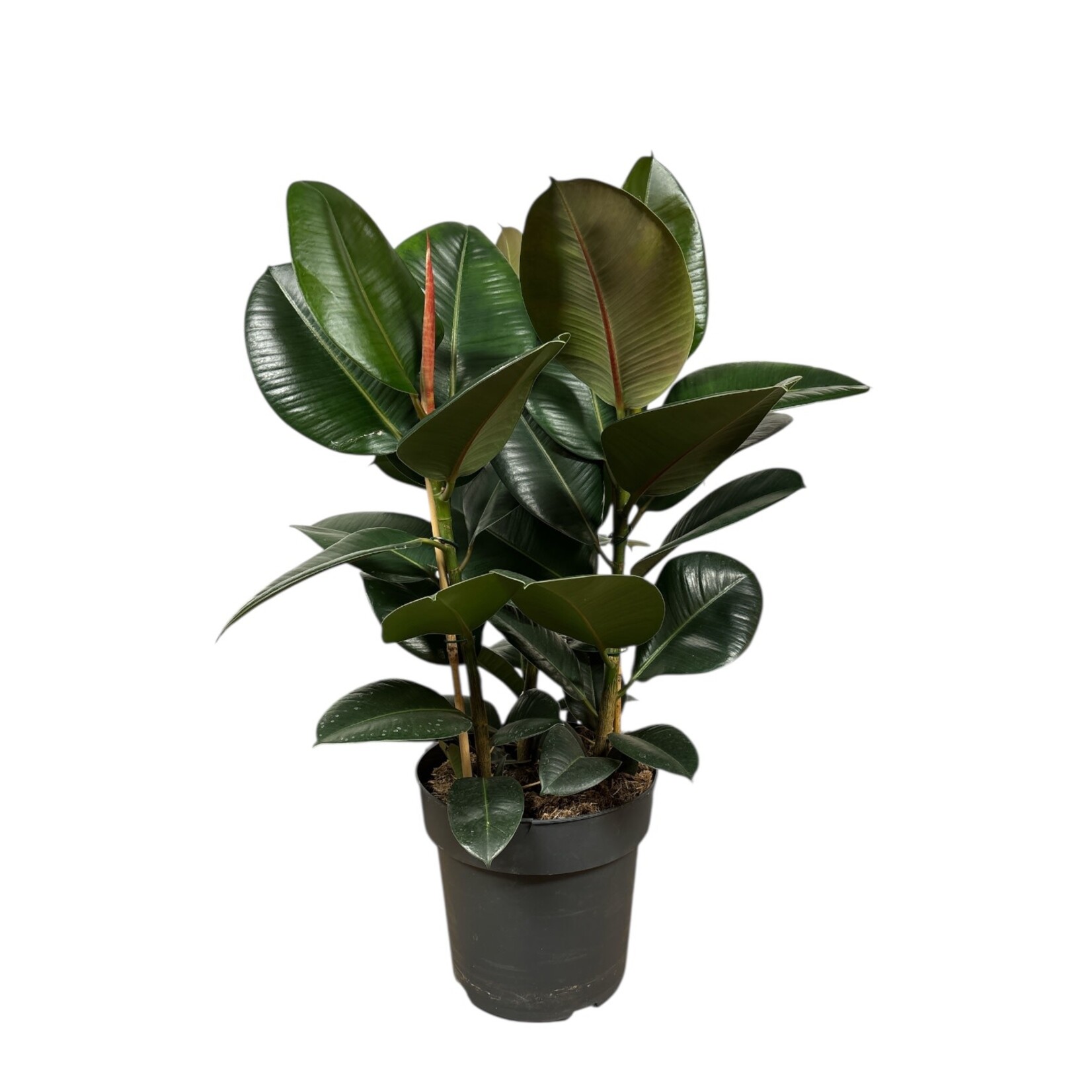 Planten Ficus elastica robusta toef - Ø24