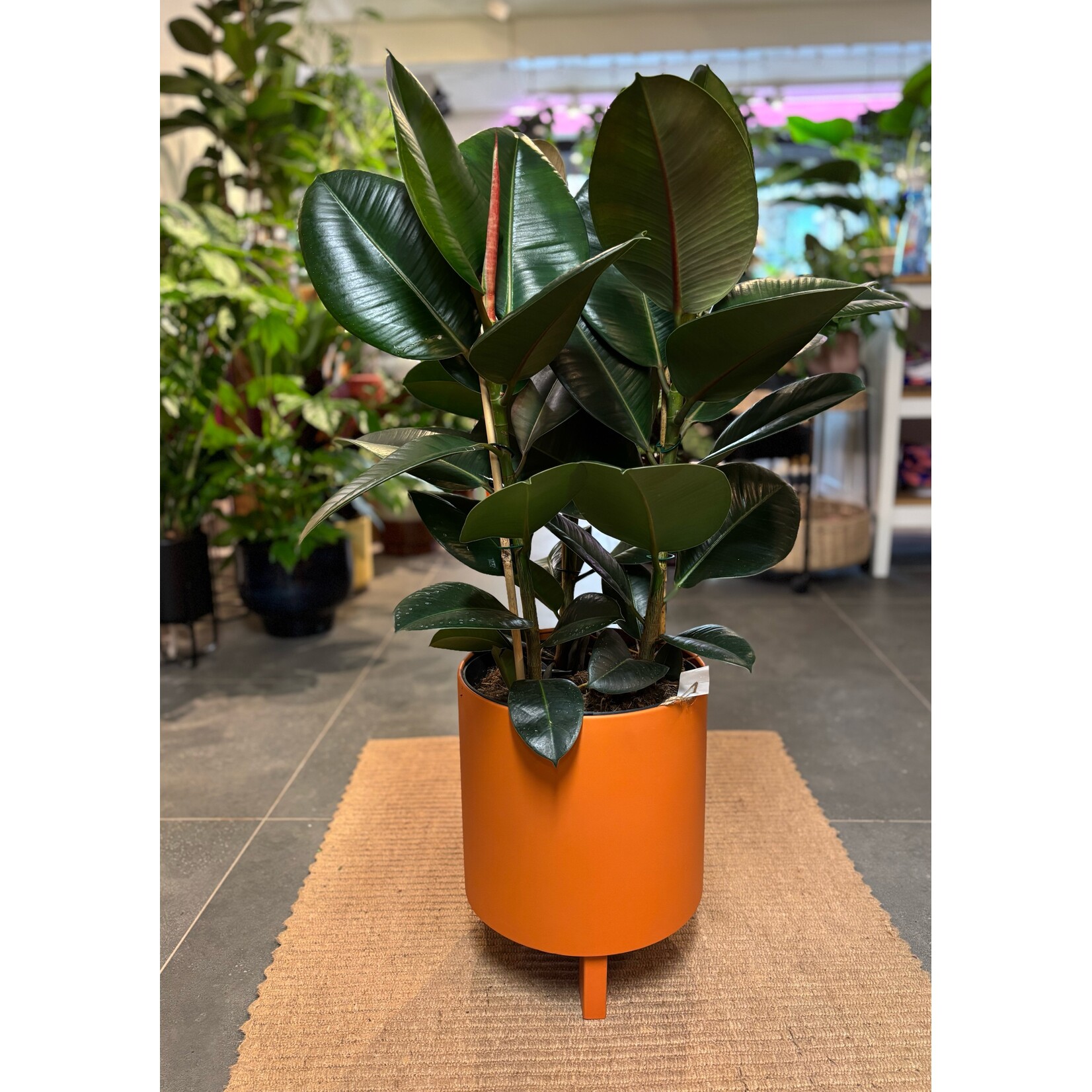 Planten Ficus elastica robusta toef - Ø24