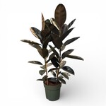 Planten Ficus mandela - Ø30 - Hoogte 120 cm