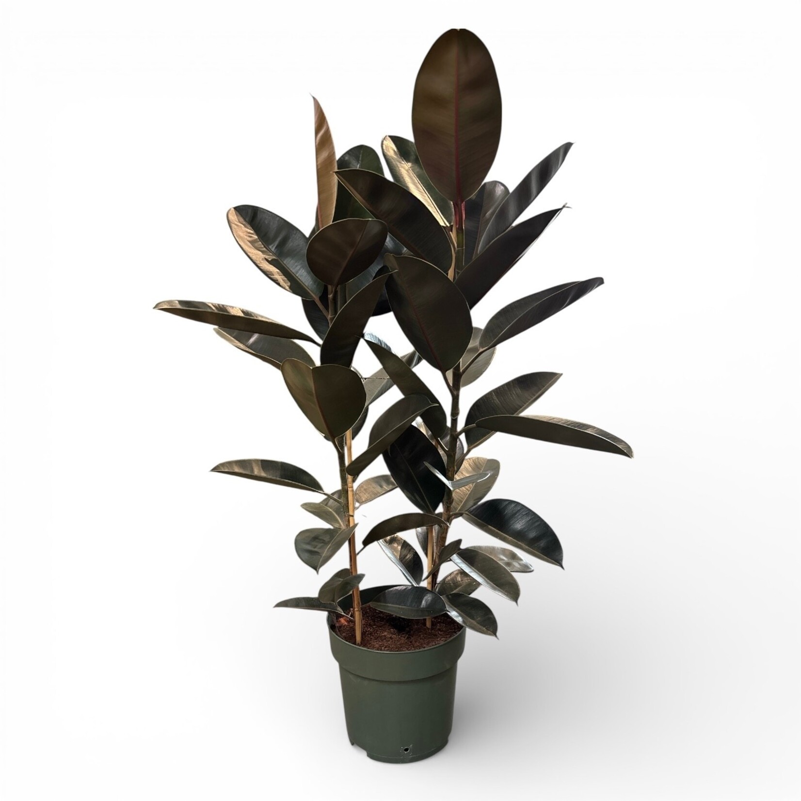 Planten Ficus mandela - Ø30