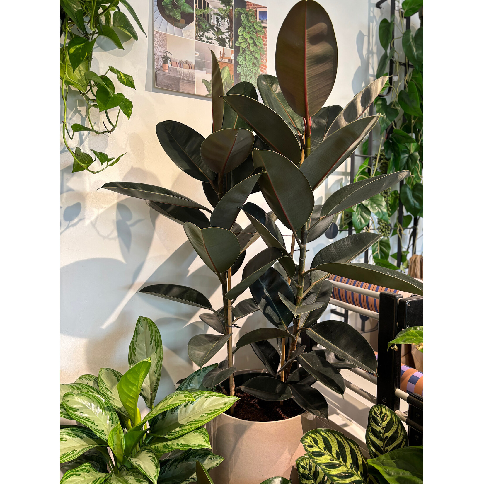 Planten Ficus mandela - Ø30