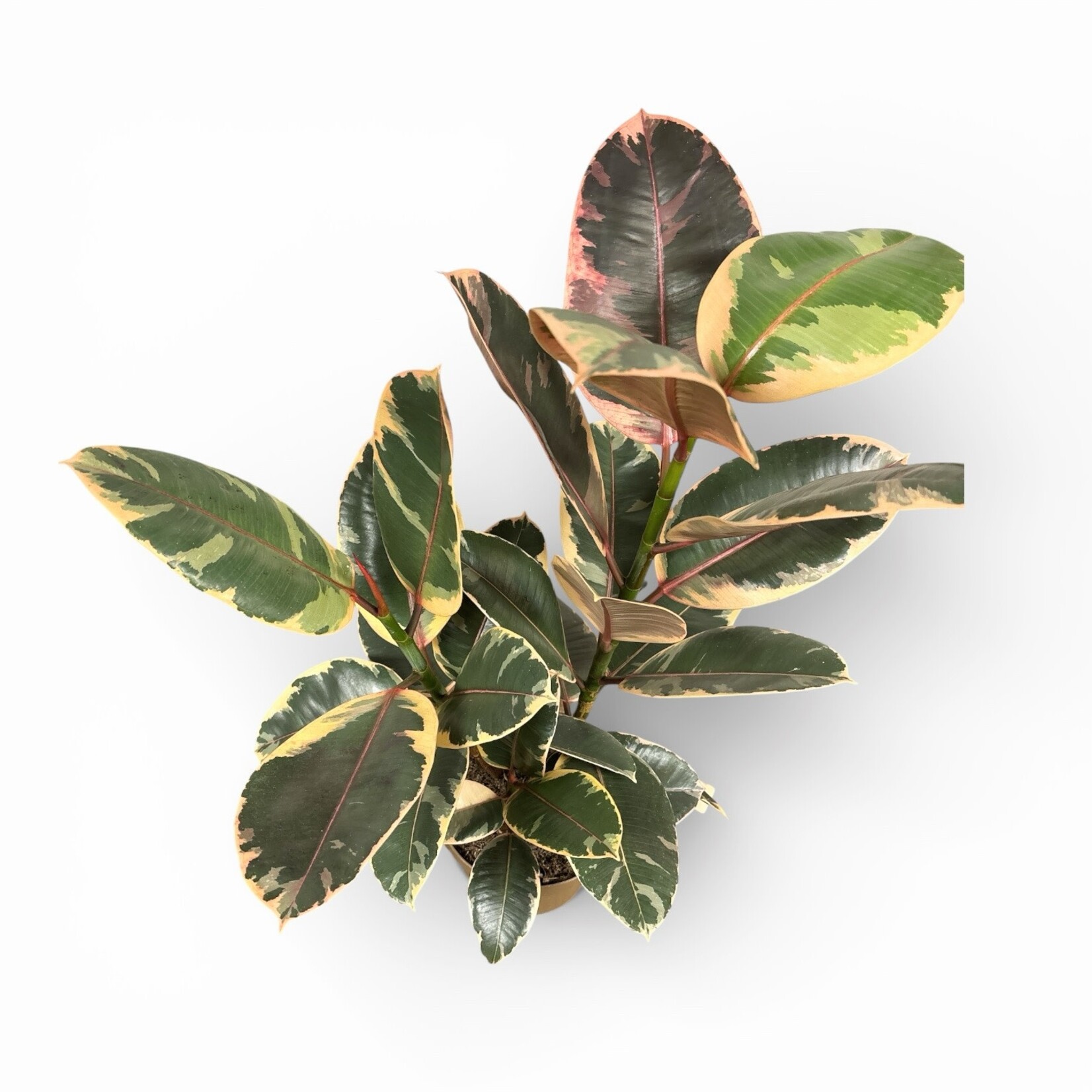 Planten Ficus elastica belize - Ø17