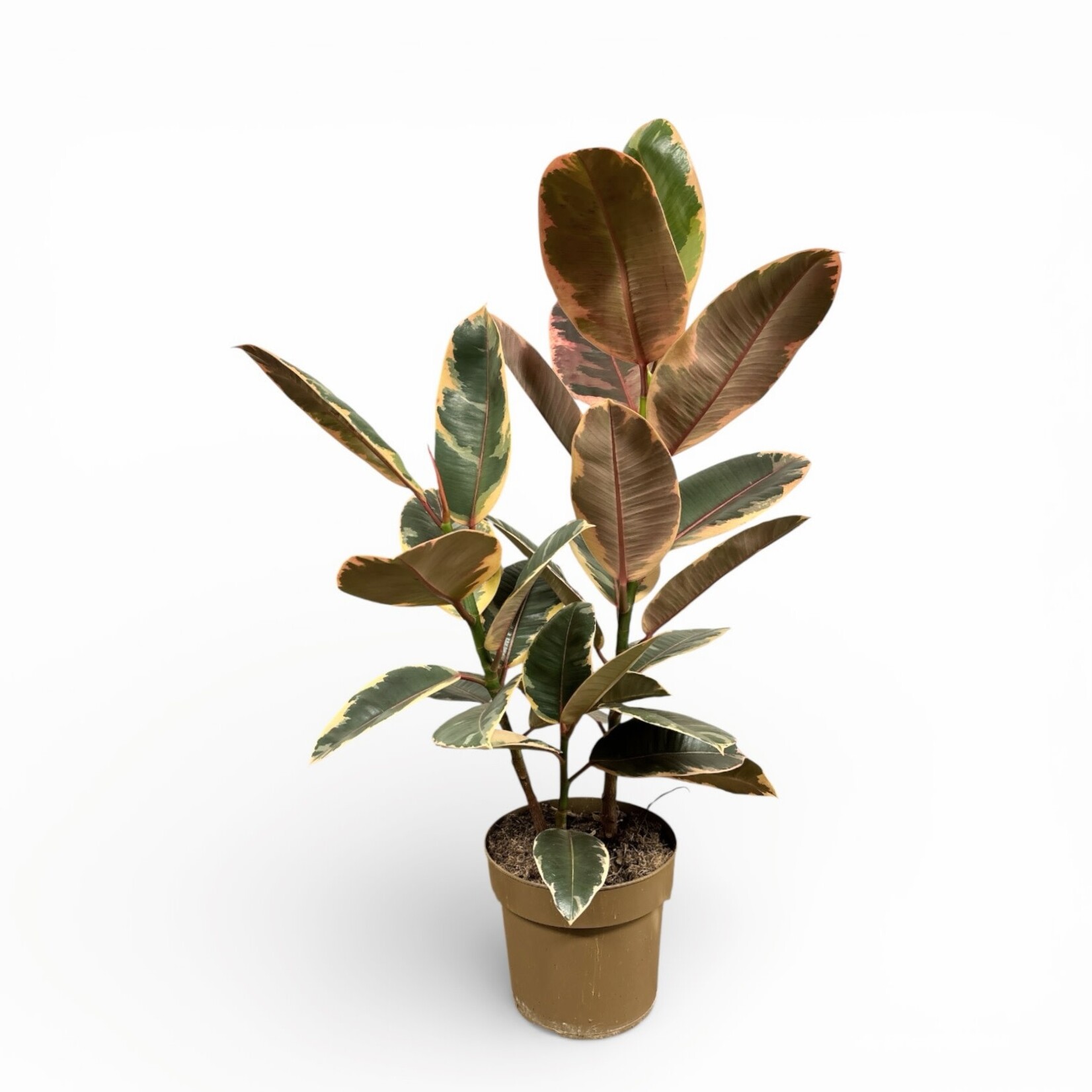 Planten Ficus elastica belize - Ø17