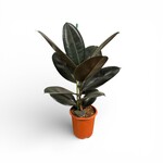 Planten Ficus elastica abidjan - Ø17 - H 60 cm