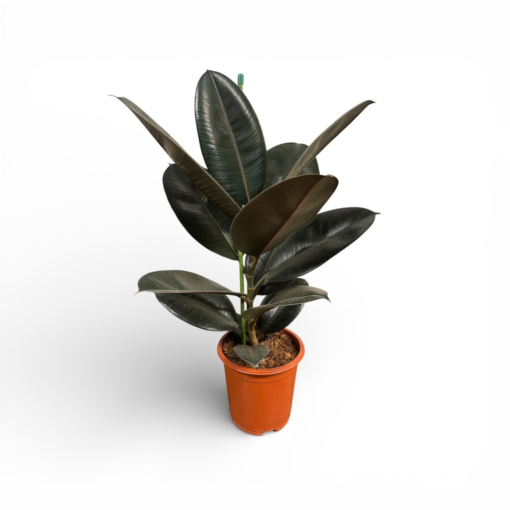 Planten Ficus elastica abidjan - Ø17 - H 60 cm