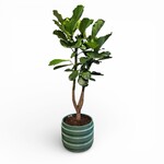 Planten Ficus lyrata  - Ø40 -  hoogte 180 cm