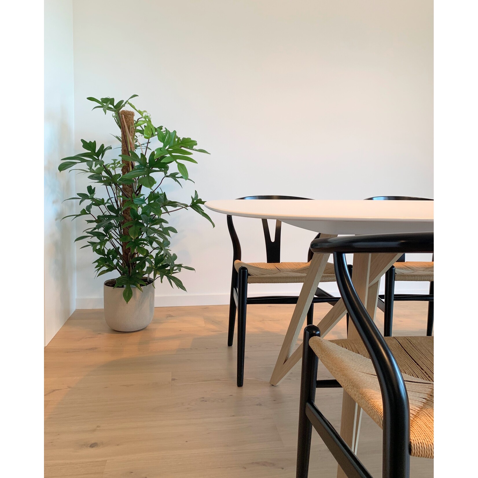 Planten Philodendron pedatum - Ø21 - hoogte 100 cm