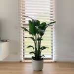 Planten Strelitzia nicolai - Ø24 - Hoogte 100 cm