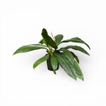 Planten Philodendron campii lynette - Ø14