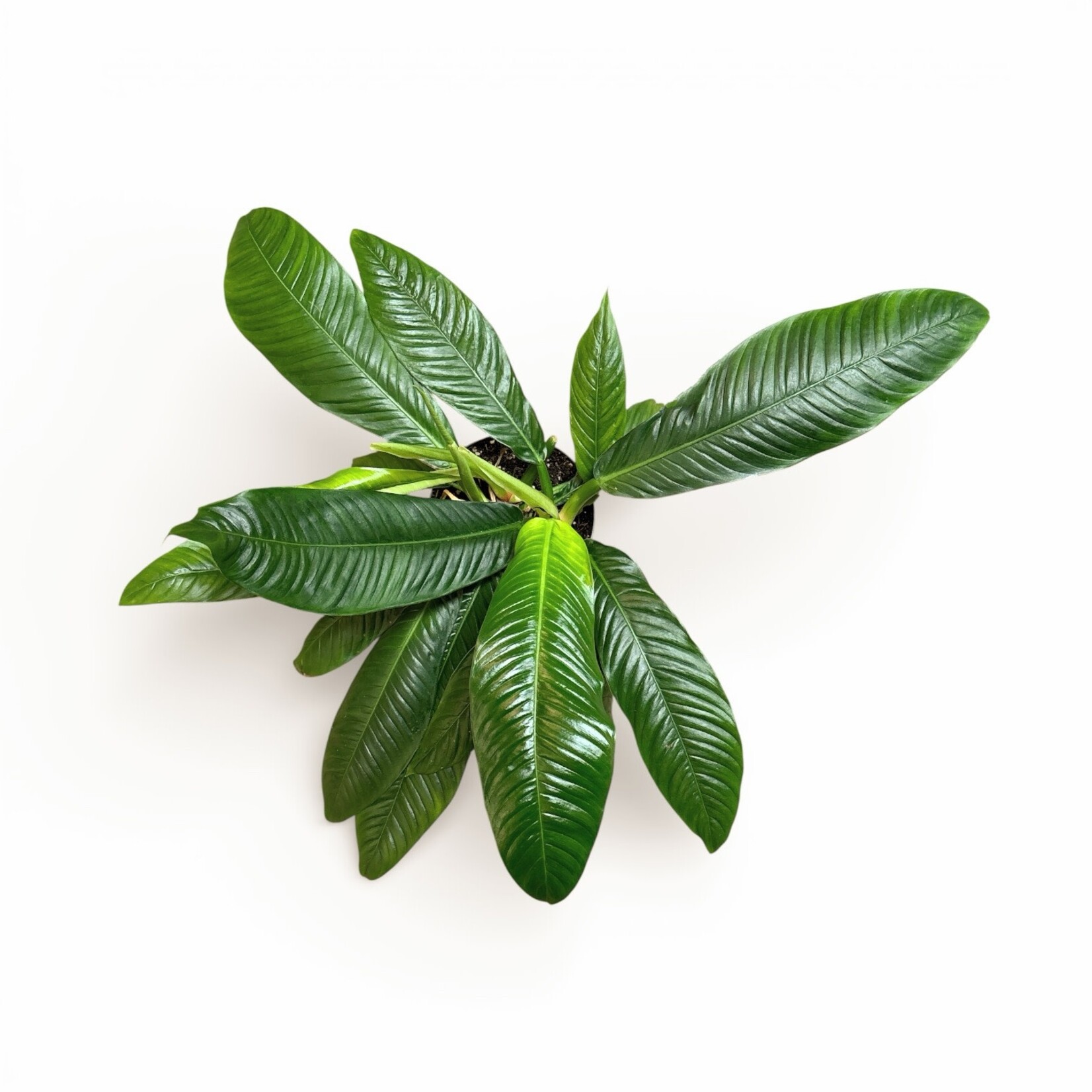 Planten Philodendron campii lynette - Ø14