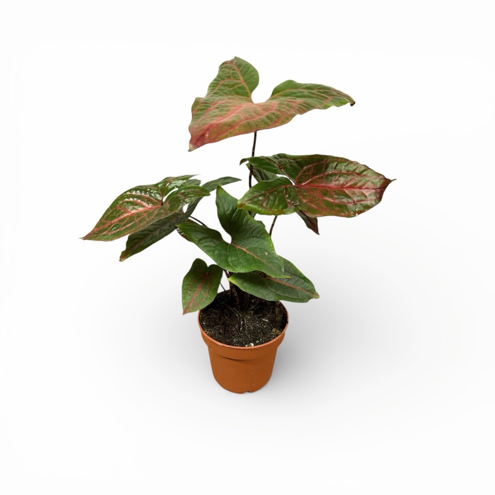 Planten Cyrto Johnstonii - Ø12