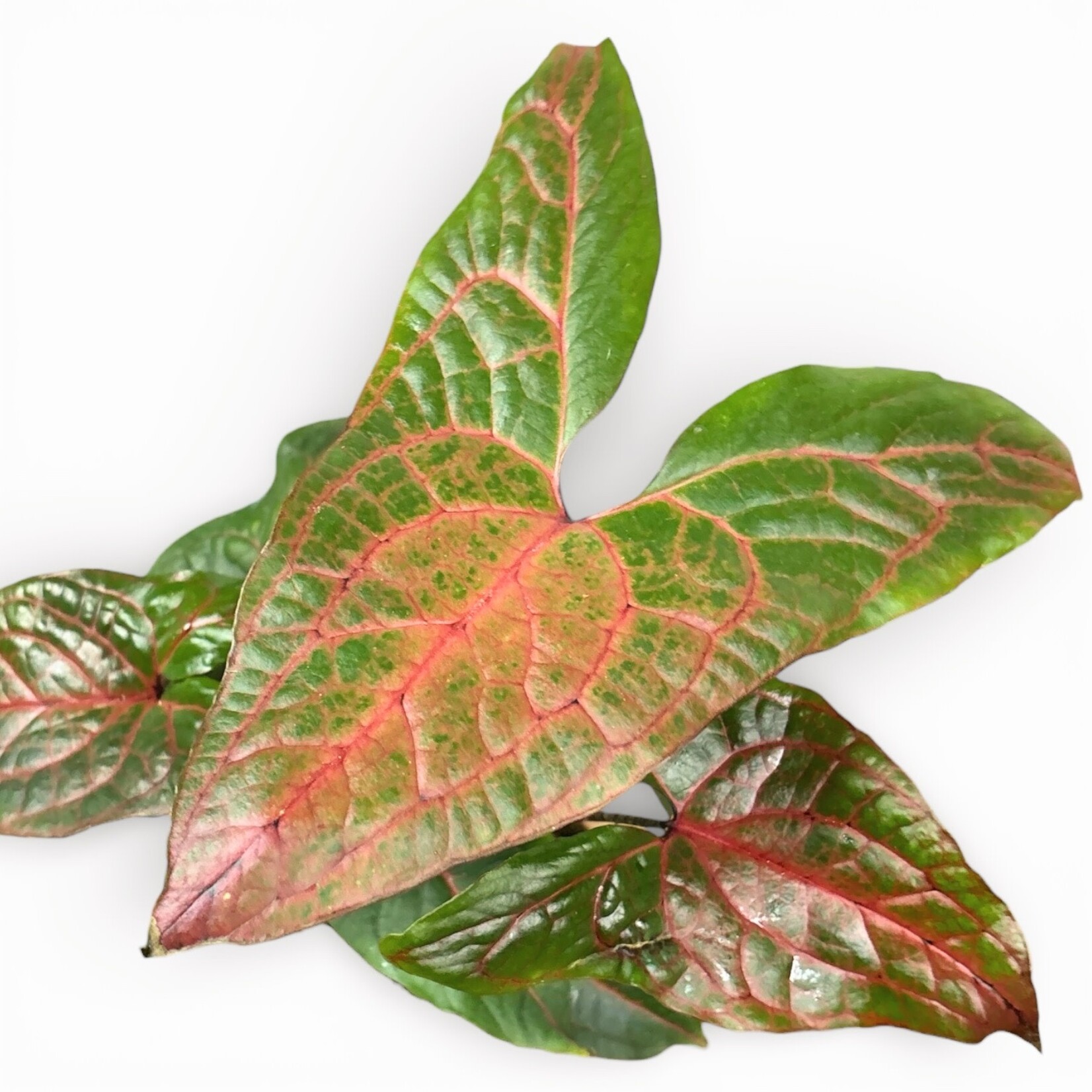 Planten Cyrto Johnstonii - Ø12