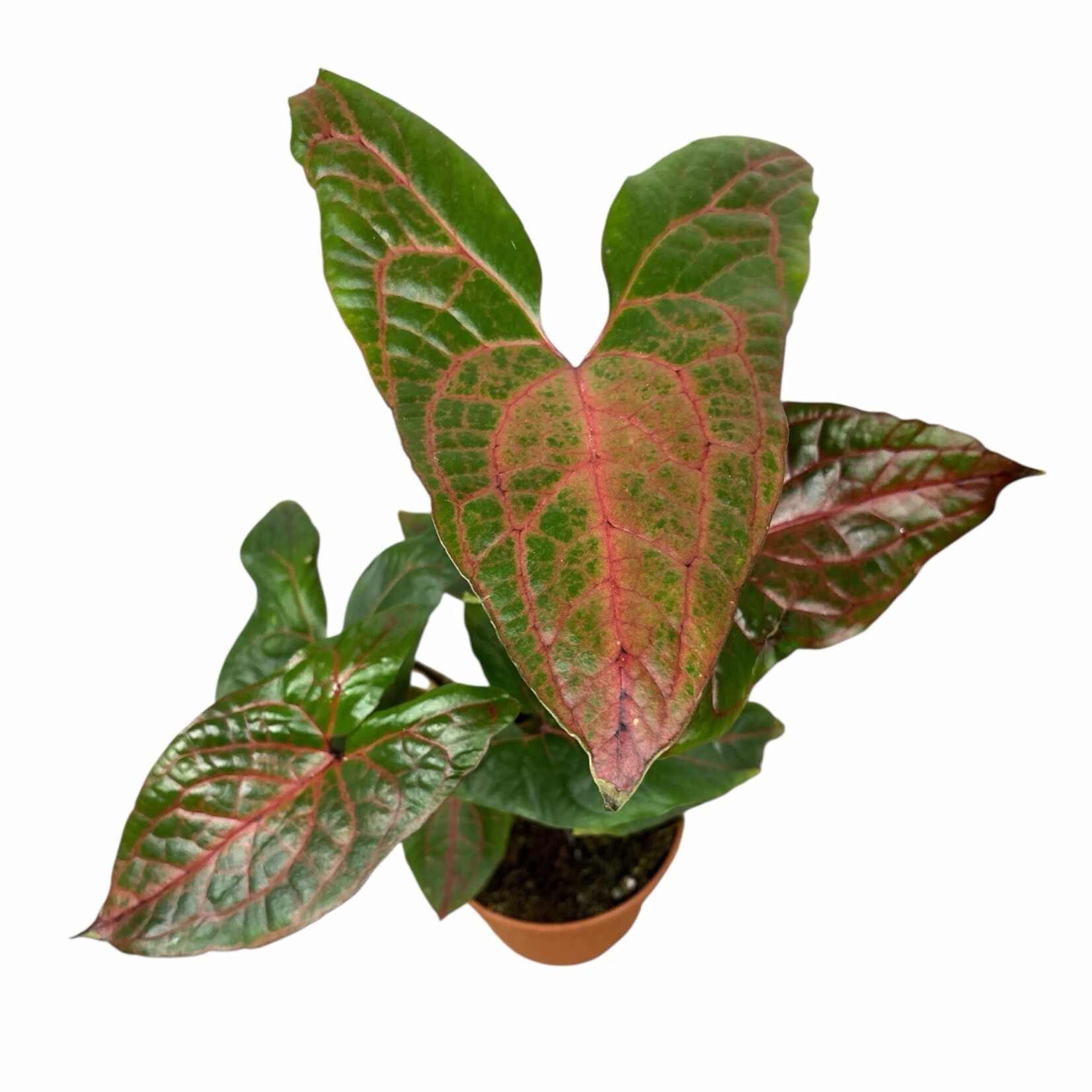 Planten Cyrto Johnstonii - Ø12