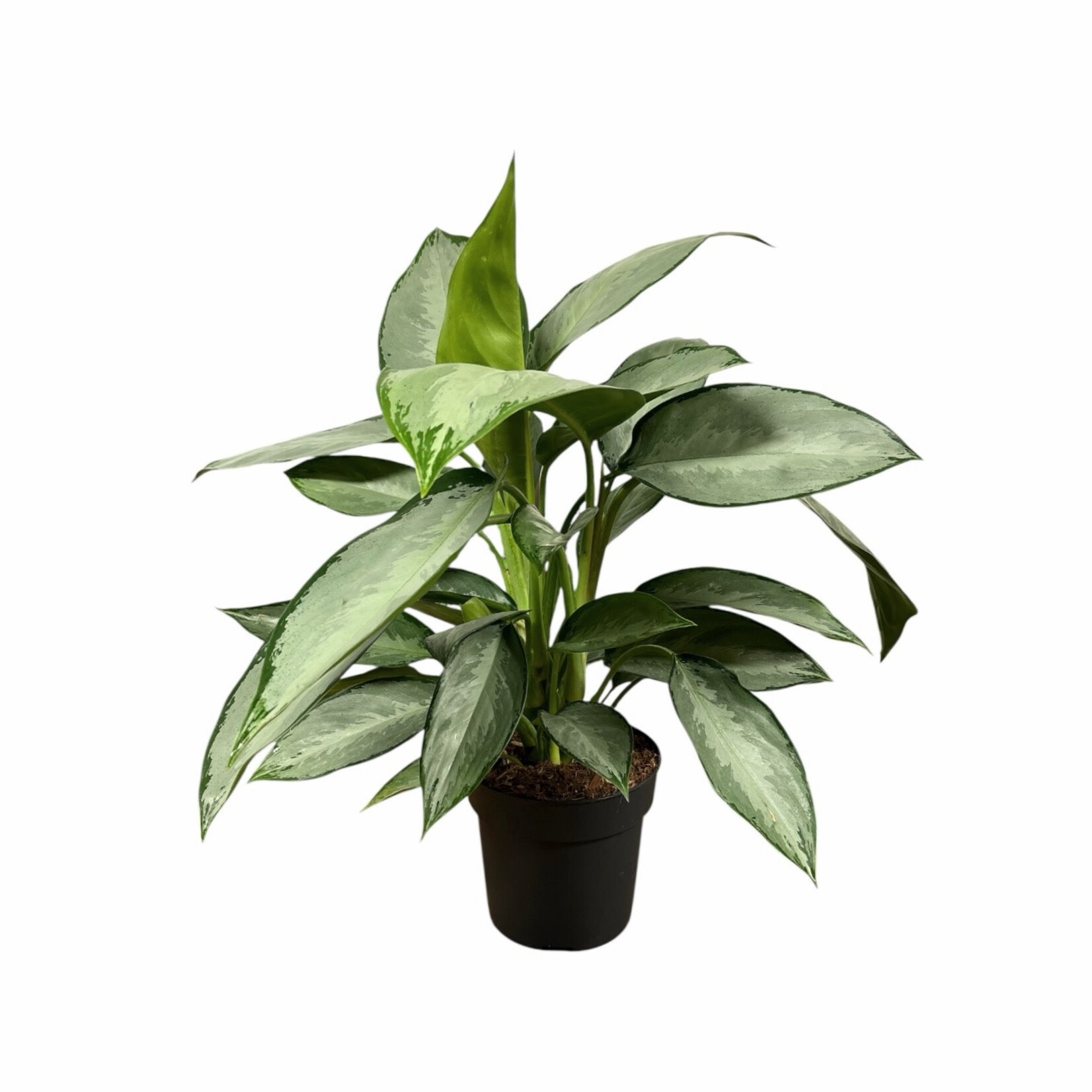 Planten Aglaonema silver - Ø17