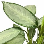 Planten Aglaonema silver - Ø17