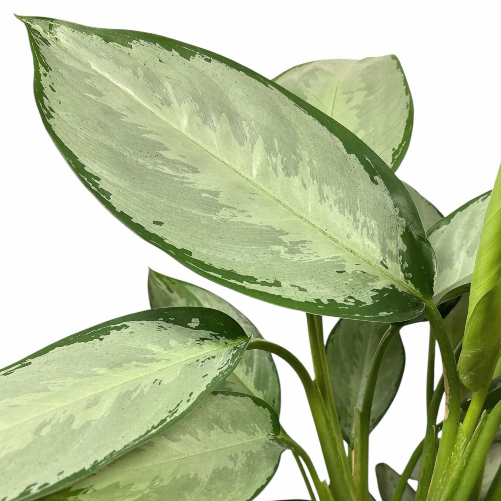 Planten Aglaonema silver - Ø17