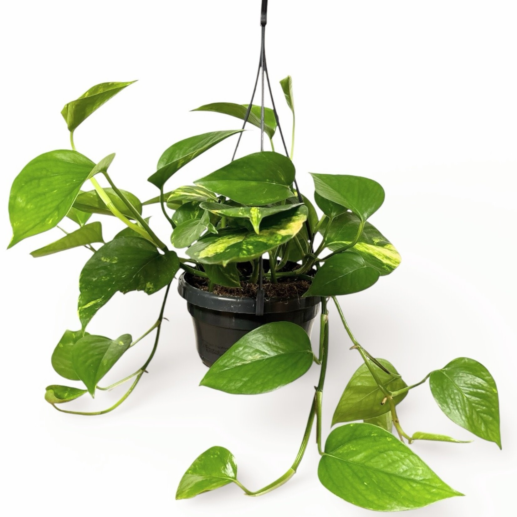 Planten Epipremnum aureum - Ø14