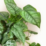 Planten Monstera siltepecana - Ø15