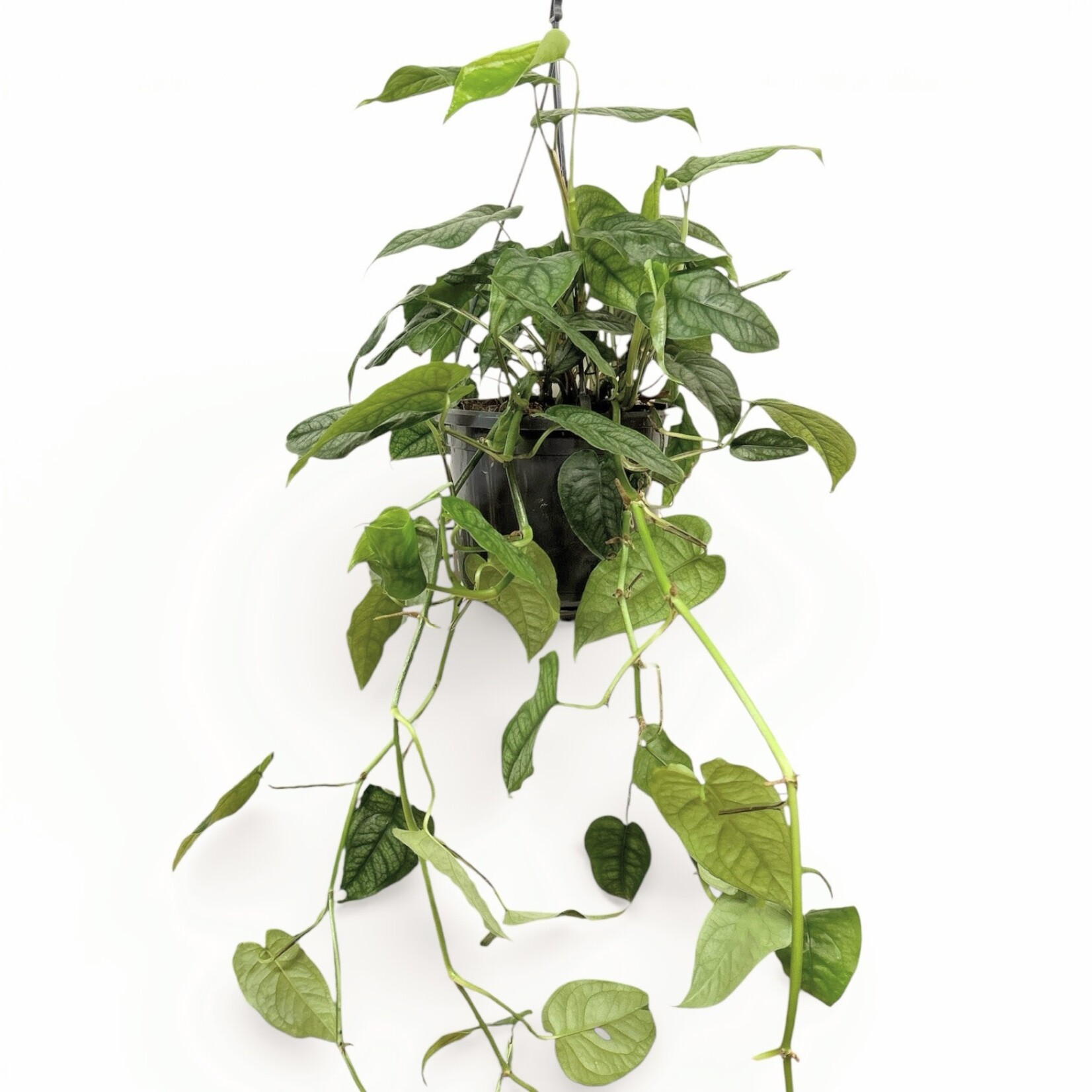 Planten Monstera siltepecana - Ø15