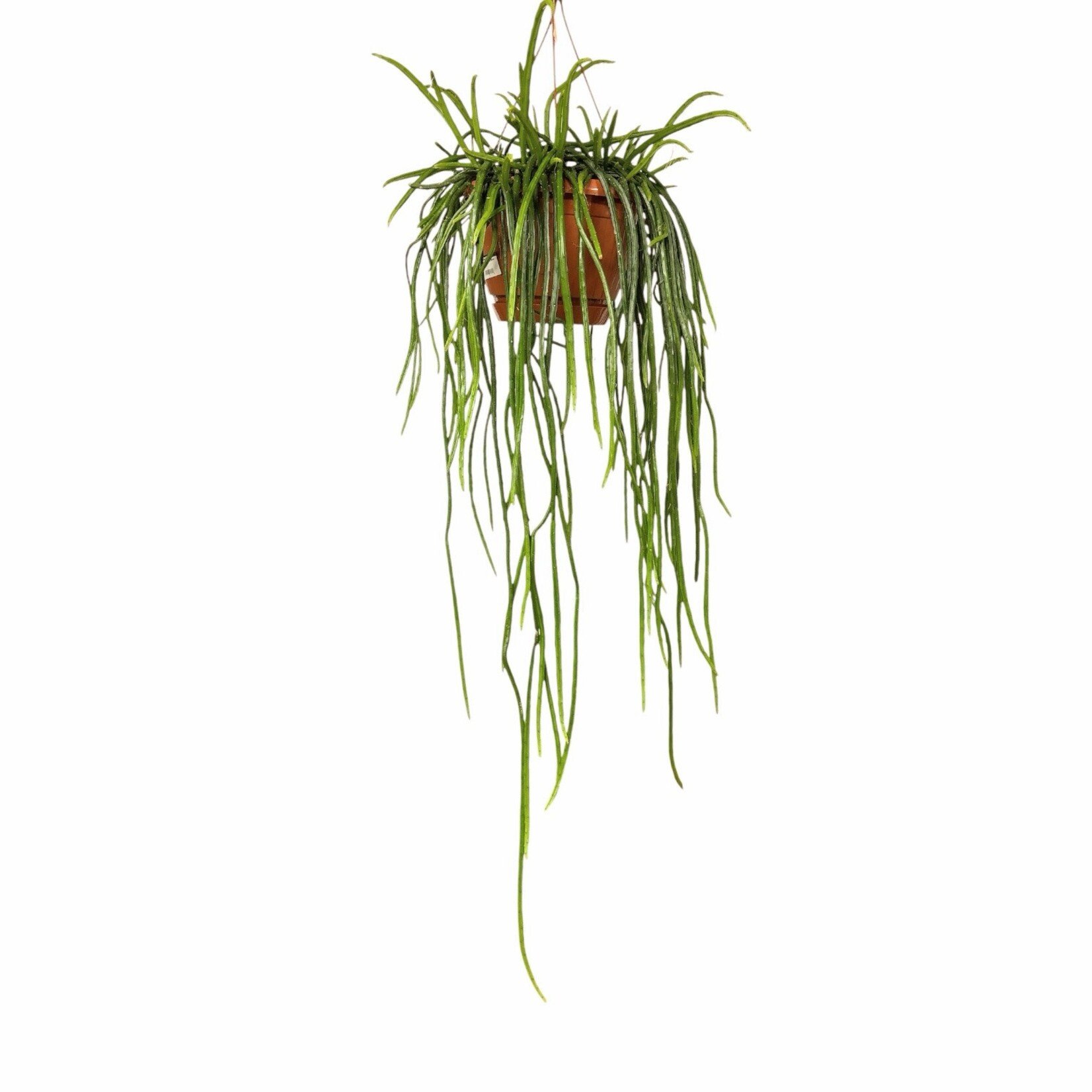 Planten Rhipsalis selenisereus - Ø21