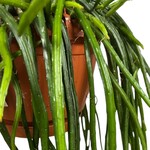 Planten Rhipsalis selenisereus - Ø21